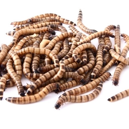 Morioworms